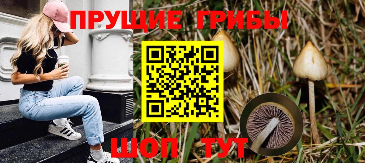 Галлюциногенные грибы Psilocybine cubensis  Вход с VPN  наркошоп  Галлюциногенные грибы Cubensis  Норильск 